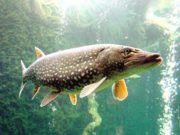 Щука – диетическое лакомство